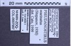 Etiketten zu Pseudanostirus ecarinatus (NHMW-ZOO-COL-0007997)